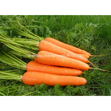 Китайский Новый Урожай Красная Морковь Свежая